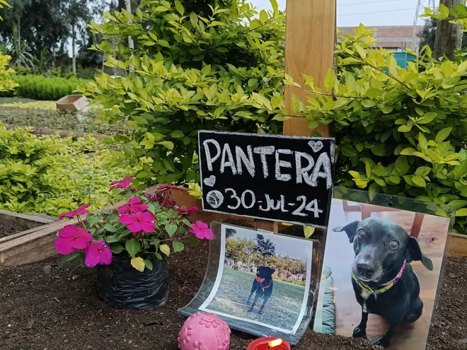 La cuna de Pantera, con su placa de tiza, flores, una vela encendida, su pelota y dos fotos suyas