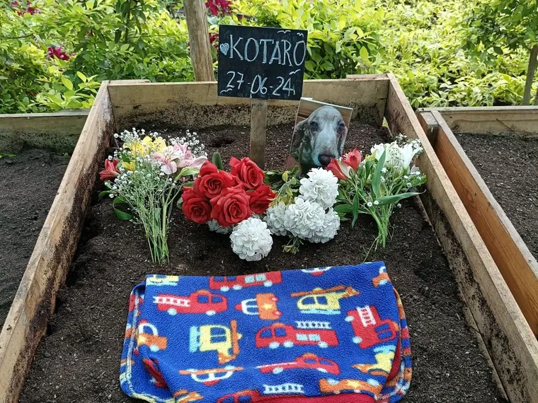 La cuna de Kotaro, con rosas rojas y blancas y su mantita doblada sobre la tierra