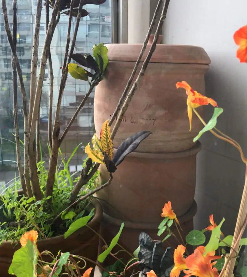 Compostera de arcilla de Lima Compost en un jardín florido